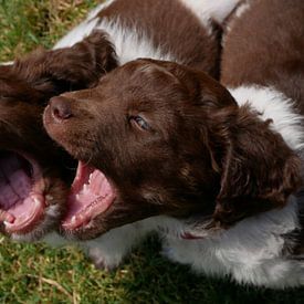 Spelende honden van Birdy May