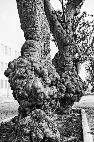 Knoestige bomen van Peter Mensink
