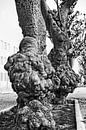 Knoestige bomen van Peter Mensink thumbnail