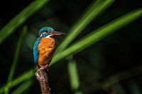 IJsvogel