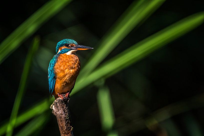 IJsvogel van Maarten van der Voorde
