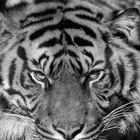 Tiger by Robert Loomans