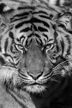 Tiger sur Robert Loomans