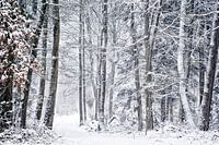 Winterwald