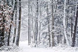 Winterwald von CSB-PHOTOGRAPHY