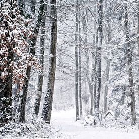 Forêt d'hiver sur CSB-PHOTOGRAPHY