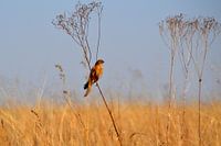 Mooie vogel op een takje in natuurgebied Rietvlei, Pretoria