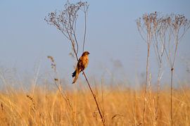 Mooie vogel op een takje in natuurgebied Rietvlei, Pretoria by Vera Boels
