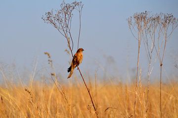 Mooie vogel op een takje in natuurgebied Rietvlei, Pretoria von Vera Boels