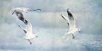 Les mouettes en vol