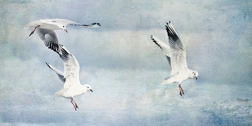 Zeemeeuwen tijdens de vlucht