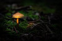 Paddenstoel in de spotlight