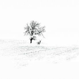 Winter von Harry van Rhoon
