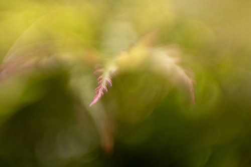 Abstract Japanese Maple