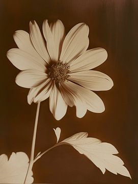 Antique Photo of an Overexposed White Flower - Vintage Style and Surrealist Photography by Roger VDB