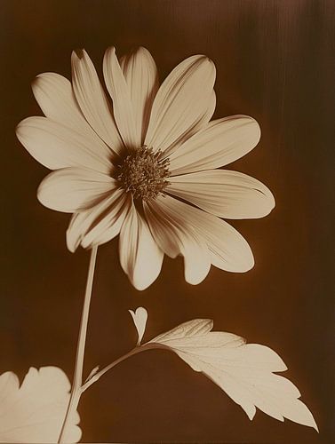 Antieke Foto van een Overbelichte Witte Bloem – Vintage Stijl en Surrealistische Fotografie