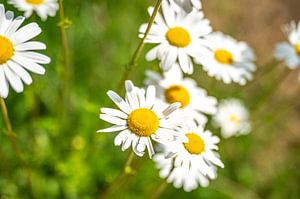 Fleurige Bloemen in de Zomer van Bas Fransen