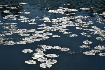 Waterlelies van MMFoto