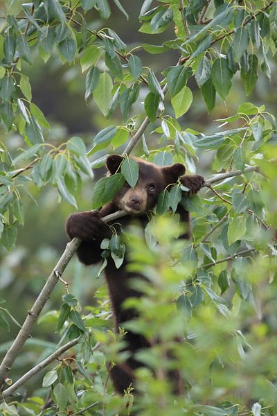 Black bear  cub in Banff National Park, Alberta, Canada von Frank Fichtmüller
