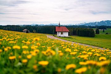 Lente uitzicht op de Zugspitze & Ostallgäu met paardenbloem van Leo Schindzielorz