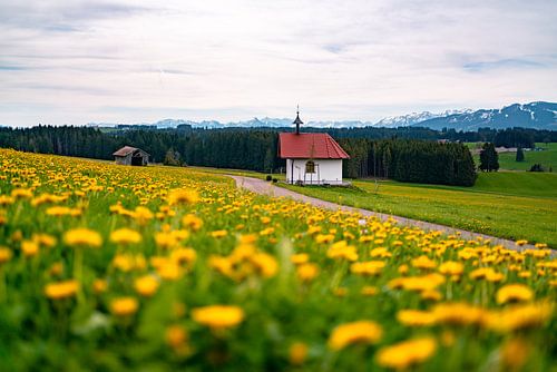 Lente uitzicht op de Zugspitze & Ostallgäu met paardenbloem