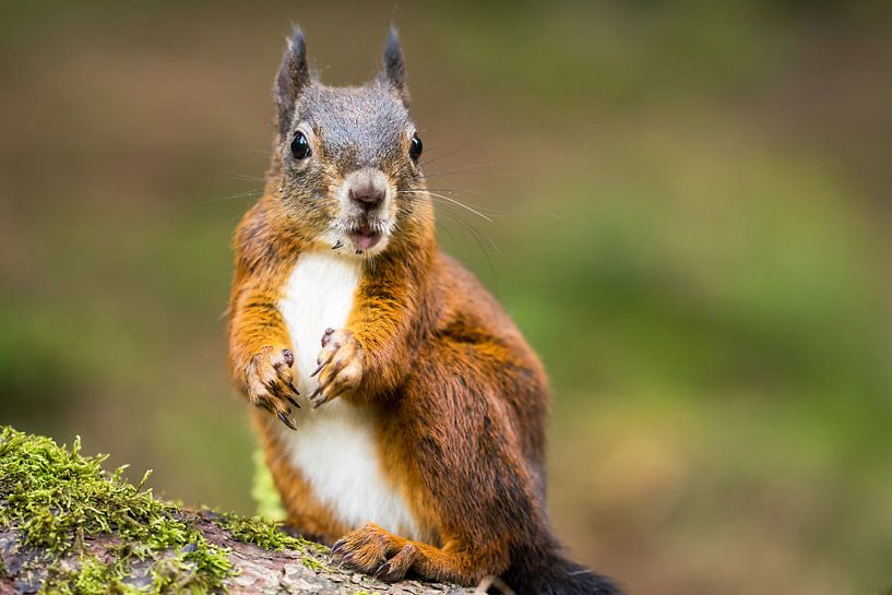 Eichhörnchen van Alena Holtz