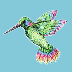 Hummingbird by Bianca Wisseloo