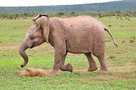 Elephant in the Addo by Barbara Fraatz thumbnail