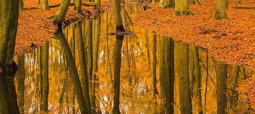 Ruisseau dans une forêt d'automne pendant un matin d'automne précoce