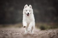 Samojeed puppy spelend in de natuur van Lotte van Alderen thumbnail