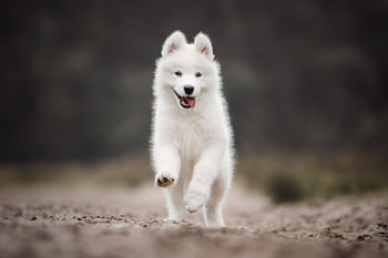 Samojeed puppy spelend in de natuur