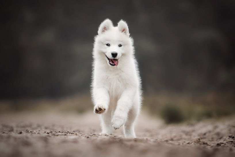 Samojeed puppy spelend in de natuur van Lotte van Alderen