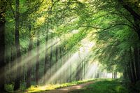 Spring lichtstralen