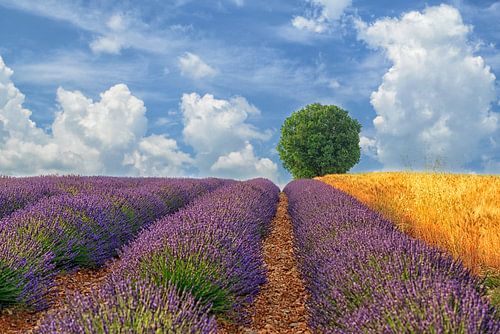 des lignes et des sphères sur Lars van de Goor