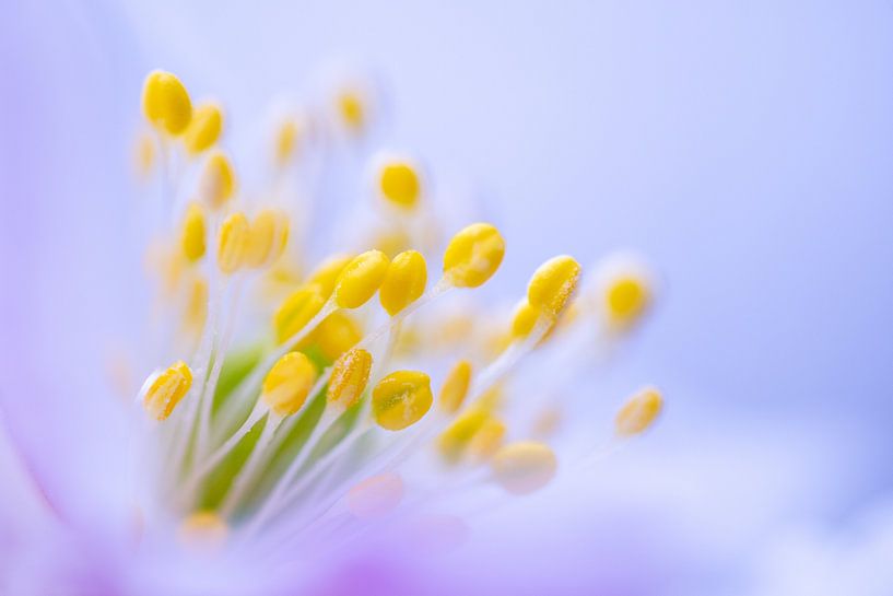 Anémone des bois par Christien van der Veen Fotografie