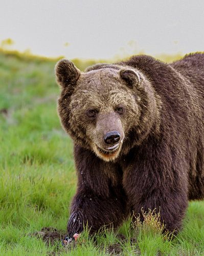 Auge in Auge mit einem wilden Braunbären in Finnland