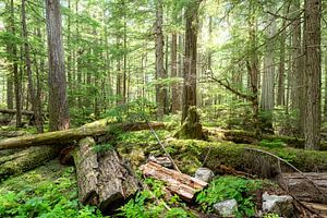 In de bossen van Canada