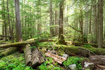 In the forests of Canada by Inge van den Brande