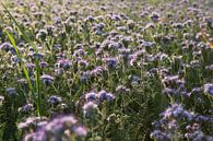 Viooltjes phacelia, phacelia, bijenvriend, tufted beauty van Karina Gebert thumbnail