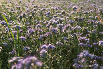 Viooltjes phacelia, phacelia, bijenvriend, tufted beauty van Karina Gebert