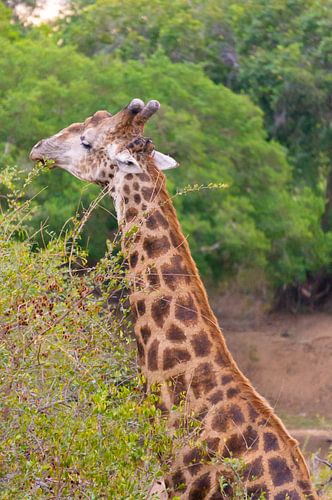 Giraffe aan het eten van een boom
