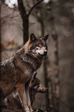 The European Wolf by Design Wall Arts