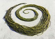 Seaweed Swirl by Mies Heerma thumbnail