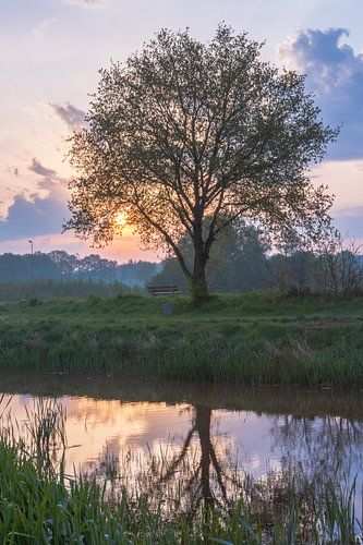 bench by tree sunrise