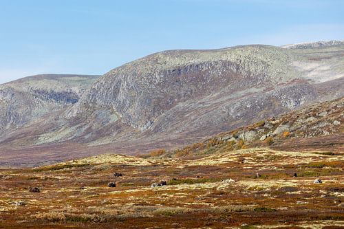 Muskusossen in Dovrefjell Noorwegen