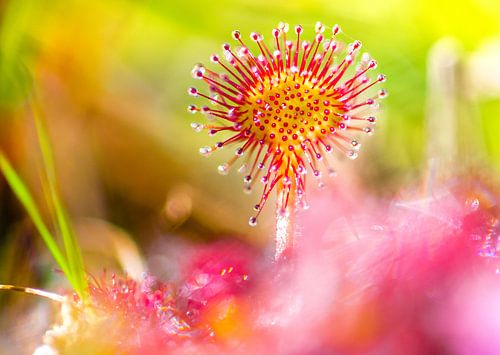 Sundew. Plante carnivore à l'apparence surnaturelle.