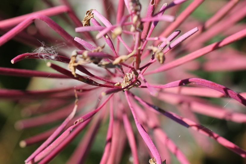 Uitgebloeid by Frouwkje Fotografie