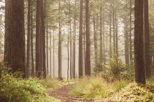 Les étagères d'automne Gambeson