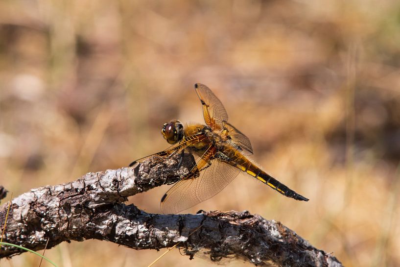 Libelle in den Dünen der Amsterdamer Wasserversorgung von Merijn Loch