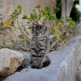 Straat kitten in Griekenland van Philippos Kloukas